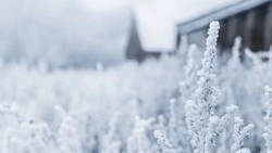 Метель придет на Северные Курилы утром 15 ноября