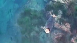 «Рыбу к коптеру привяжи»: сахалинец снял на видео танцующую нерпу