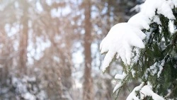 Переменную облачность и туман прогнозируют синоптики в Южно-Сахалинске 23 января