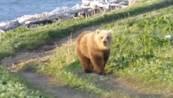 Белоголовый медведь: косолапого с необычным окрасом запечатлели на Парамушире