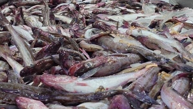 Вылов минтая в Охотском море превысил 400 тысяч тонн за начало 2026 года