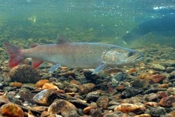 Браконьеры поймали 4 особи краснокнижного тайменя на Сахалине