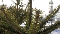 Живые ели разрешили оставлять на местах для сбора крупногабаритных отходов в Южно-Сахалинске