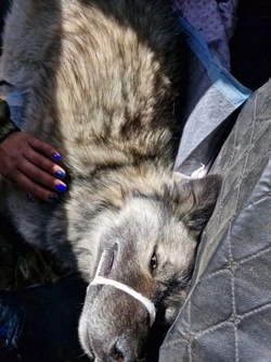 В Поронайске автомобиль на полной скорости переехал собаку, выезжая с АЗС