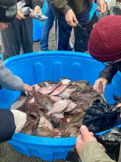 Тонну свежей рыбы подарили жителям села в Холмском районе
