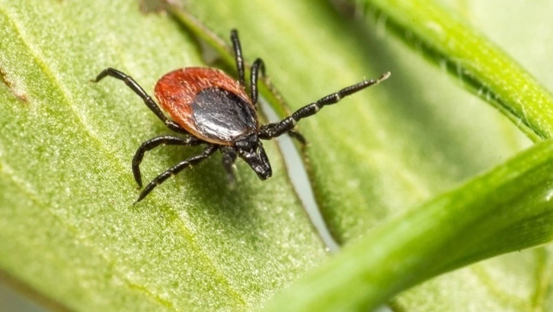 Число обращений с укусами клещей снизилось в Сахалинской области