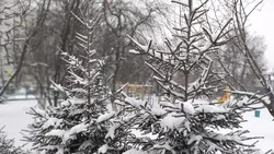 Умеренные осадки пройдут на территории Сахалинской области 19 марта 