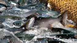 На реках Сахалина поставили 2 РУЗа для осенней кеты