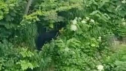 Рыбаки встретили любопытного медведя у реки на юге Сахалина: ВИДЕО