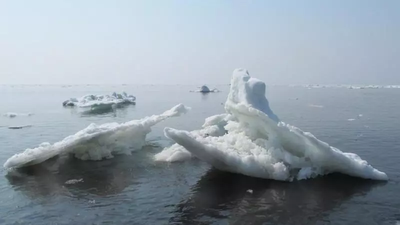 Дрейфующий лед задержался у берегов Южных Курил на месяц дольше