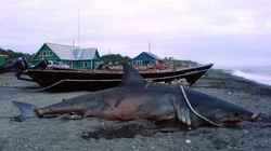 Ученые СахНИРО попросили у рыбаков фотографии пойманных тропических рыб