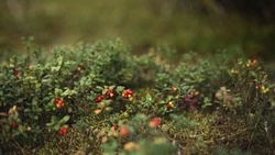 Жителям Сахалина напомнили о штрафах за сбор дикорастущих ягод