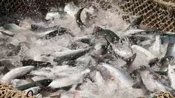 Сахалинские промысловики задали хороший темп в лососевой путине