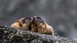 Cезон охоты на черношапочного сурка на Северных Курилах откроют 15 июня