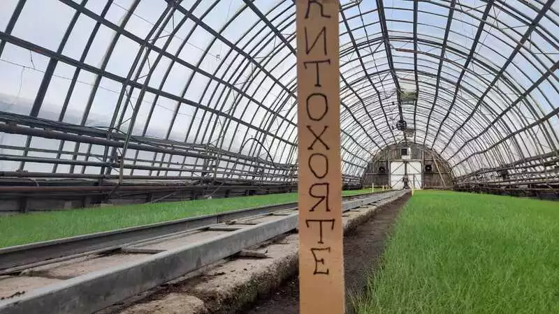 Сахалинский совхоз научился снижать стоимость репчатого лука