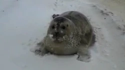 Жители Охи помогли 120-килограммовому морскому зайцу вернуться в море