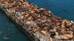 Лежбище сивучей с высоты птичьего полета показали сахалинцам 