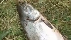 Загадочную рыбу выловили в одной из рек на севере Сахалина. «Что за крокодил?»
