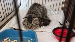 «Собрали деньги на двоих»: Катюша и Агата готовятся к операции, благодаря помощи сахалинцев