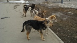 За неделю на улицах Южно-Сахалинска отловили 18 собак