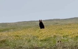 Любопытный медведь перебежал дорогу туристам на Курилах