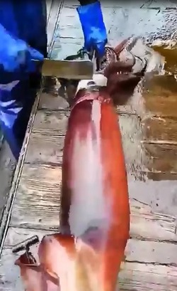 Сахалинцам показали, как разделать кальмара за 30 секунд 