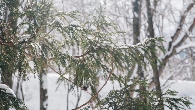Метель накроет Сахалин и Курилы в первый день весны
