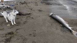 «Это что-то новое»: сахалинцы нашли осетра на берегу моря 