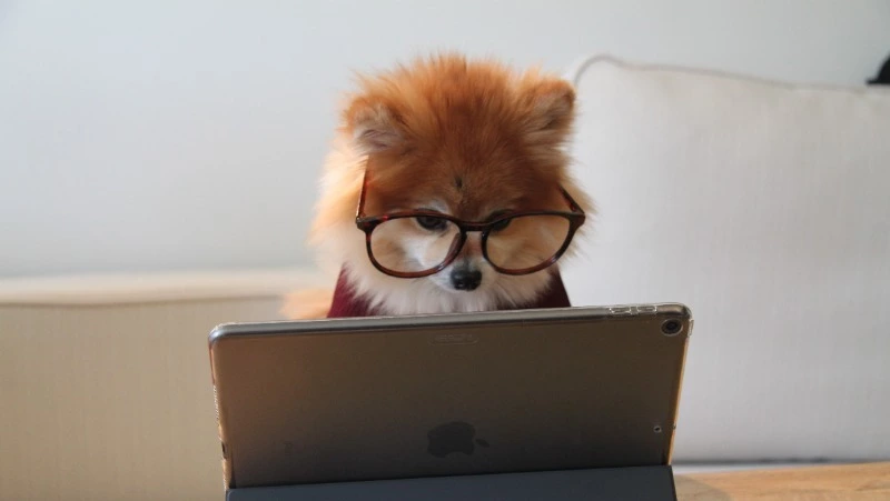 Кроссворд № 53: трехголовый пес, ступень к званию магистра и химический элемент