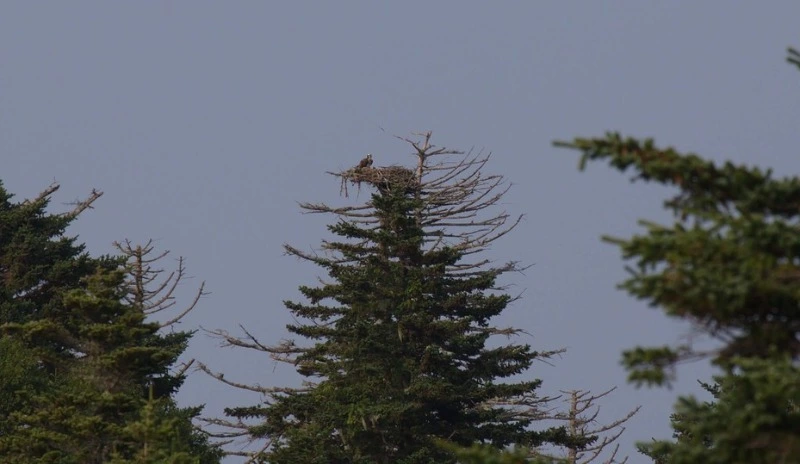 Гнездо редкой птицы отыскали ученые-орнитологи на Кунашире