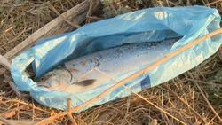 Рыбаки Сахалина открыли сезон незаконной добычи симы