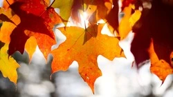 Сентябрь-2022 на Сахалине: частичная мобилизация, краб-мутант и автохамка