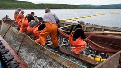 Рыбная отрасль принесла в бюджет Сахалинской области более 5 млрд рублей