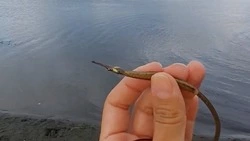 Рыбой-иглой, которая может воткнуться в тело, напугали жителей Сахалина