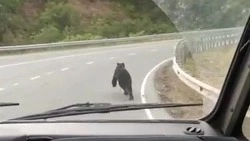 Молодой медведь поиграл в догонялки с автобусом на Холмском перевале