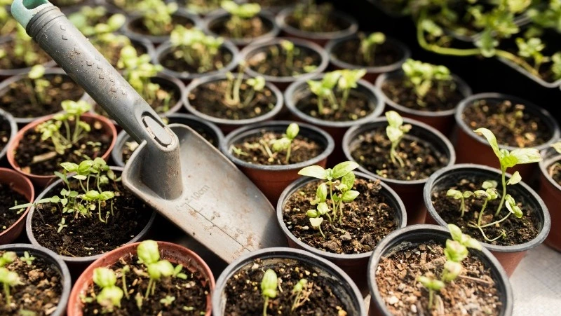 Посевной календарь на февраль 2025 года: благоприятные дни, что можно сажать