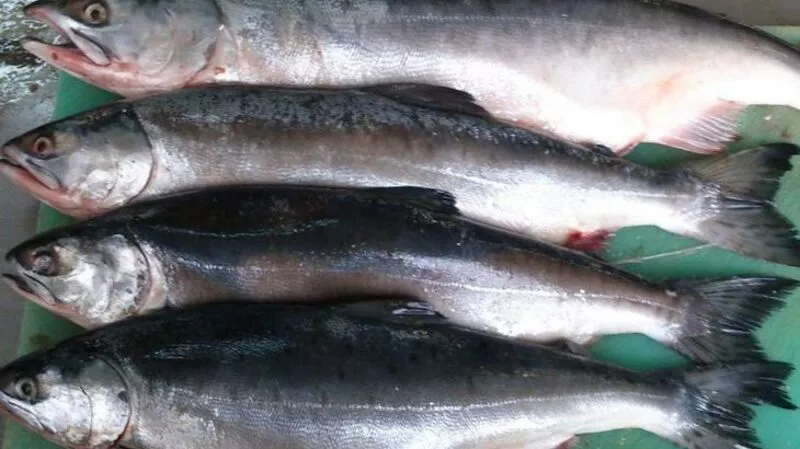 Правила добычи горбуши изменят на северо-востоке Сахалина