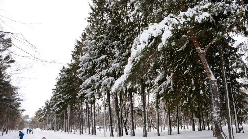 Холодно и пасмурно будет в Южно-Сахалинске 12 февраля 