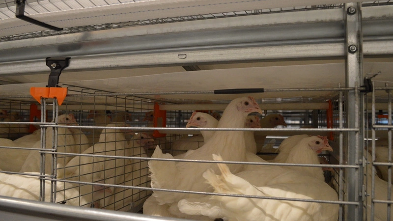 Цыплят-бройлеров на Сахалине будут продавать по два в одни руки