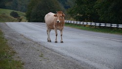 На Сахалине коровы вальяжно гуляют по трассе и ломают автомобили
