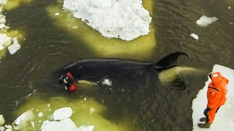 Последнюю косатку спасли из ледового плена на Сахалине