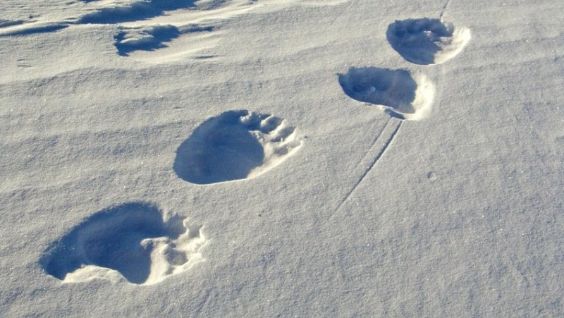 Следы бурого медведя обнаружили на юге Сахалина