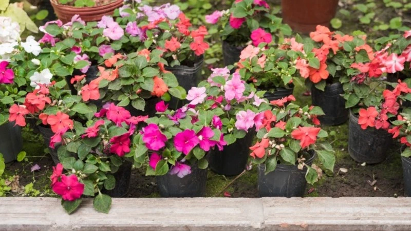 Небольшое похолодание, до +21 градуса, спрогнозировали в Южно-Сахалинске 9 июля