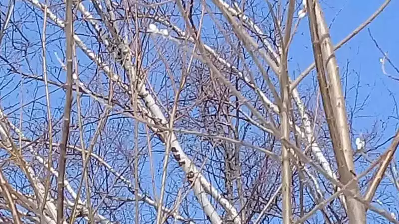 На улицах Южно-Сахалинска начинают распускаться почки на деревьях