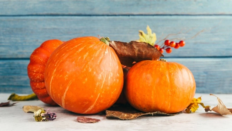 На Сахалине начнут выращивать органическую тыкву 