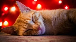 Приметы обо всем на 30 декабря 2023 года: что можно и нельзя делать в этот день