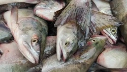 В лососевую путину включатся очередные сахалинские рыбопромышленники