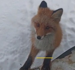 «Мог бы и вкусняшку дать»: водители грузовиков встретили лис на севере Сахалина 