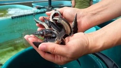 В реку Хабаровского края выпустят молодь сахалинского осетра