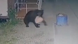 Голодный медведь разворошил мусорный бак в Долинском районе в ночь на 19 июля